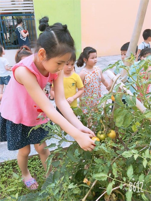 Cùng các bạn nhỏ lớp MGL A3 đi chăm sóc vườn rau của trường nào các bạn ơi!